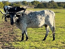 Bogles Cookies and Cream